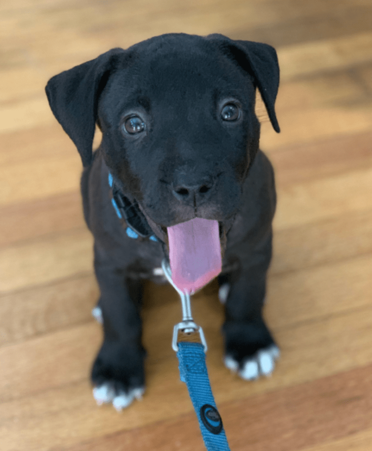 Doc Holliday, an American Pit Bull Terrier and American Staffordshire Terrier mix tested with EmbarkVet.com