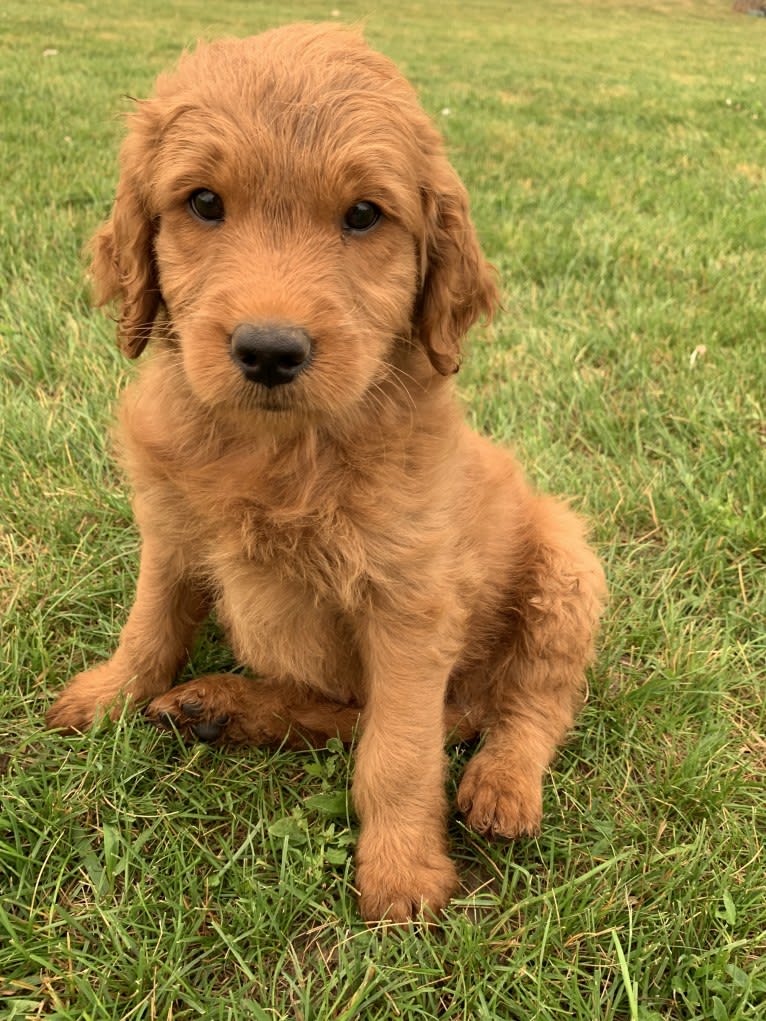 Gray Collar, a Goldendoodle tested with EmbarkVet.com