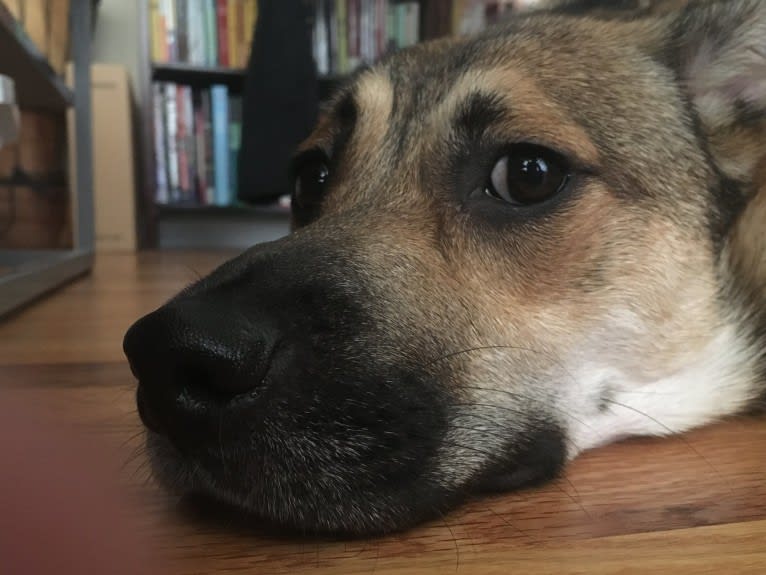 Sadie, a Rottweiler and American Eskimo Dog mix tested with EmbarkVet.com