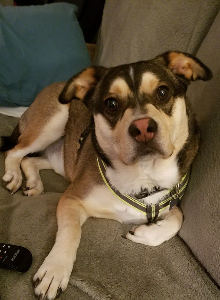 Leo, an Australian Cattle Dog and French Bulldog mix tested with EmbarkVet.com