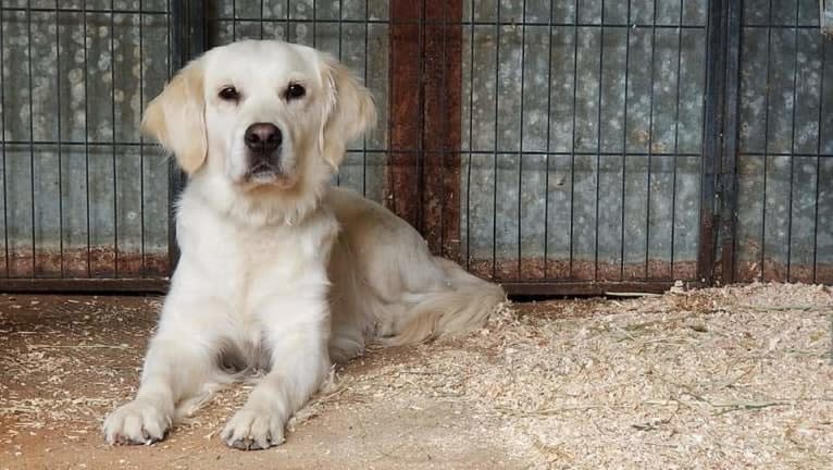 Juniper, a Golden Retriever tested with EmbarkVet.com