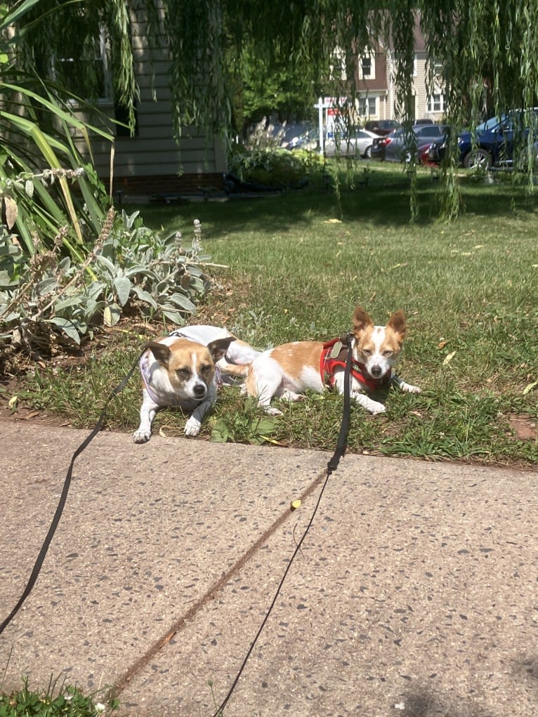 Daisy, a Chihuahua and Rat Terrier mix tested with EmbarkVet.com