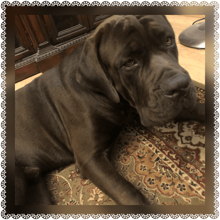 Cade, a Cane Corso tested with EmbarkVet.com