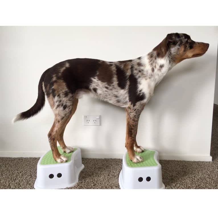 Victor, a Koolie tested with EmbarkVet.com