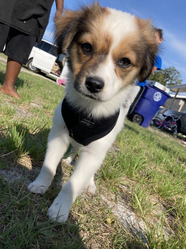 Buddy, a Chihuahua and Russell-type Terrier mix tested with EmbarkVet.com