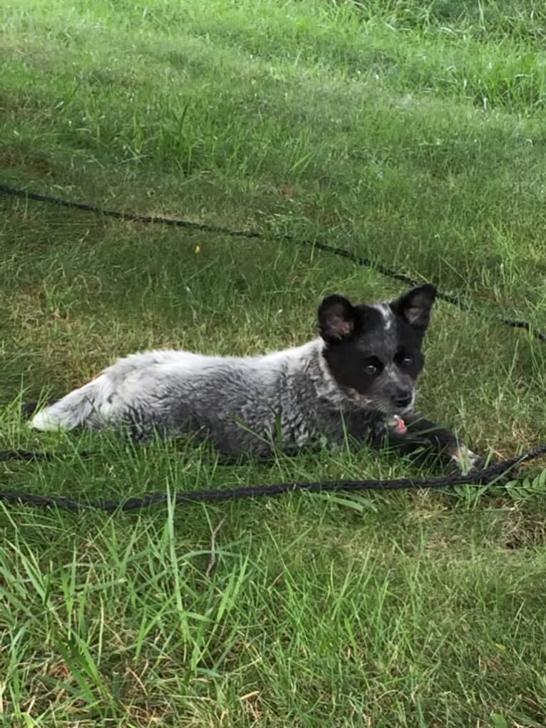 Odin 'stinky butt' Mussatti, an Australian Cattle Dog tested with EmbarkVet.com