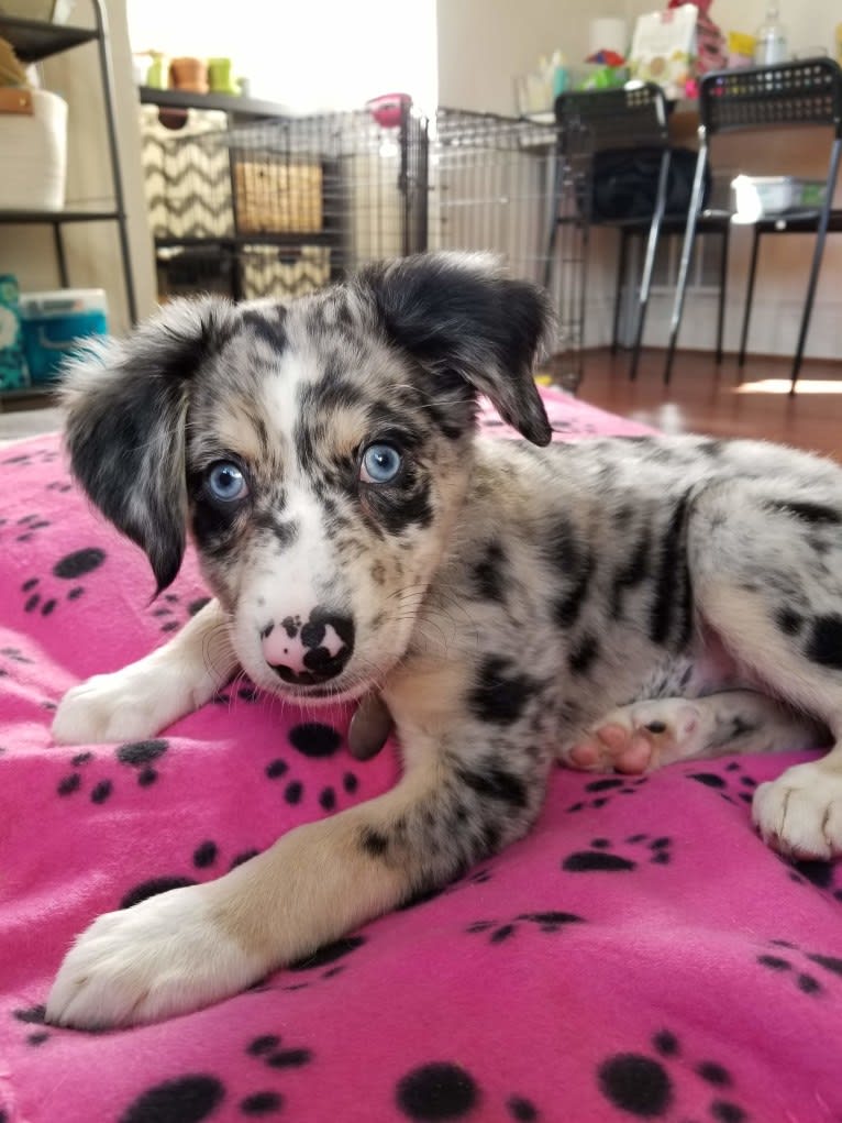 Willow, an Australian Shepherd and Miniature/MAS-type Australian Shepherd mix tested with EmbarkVet.com