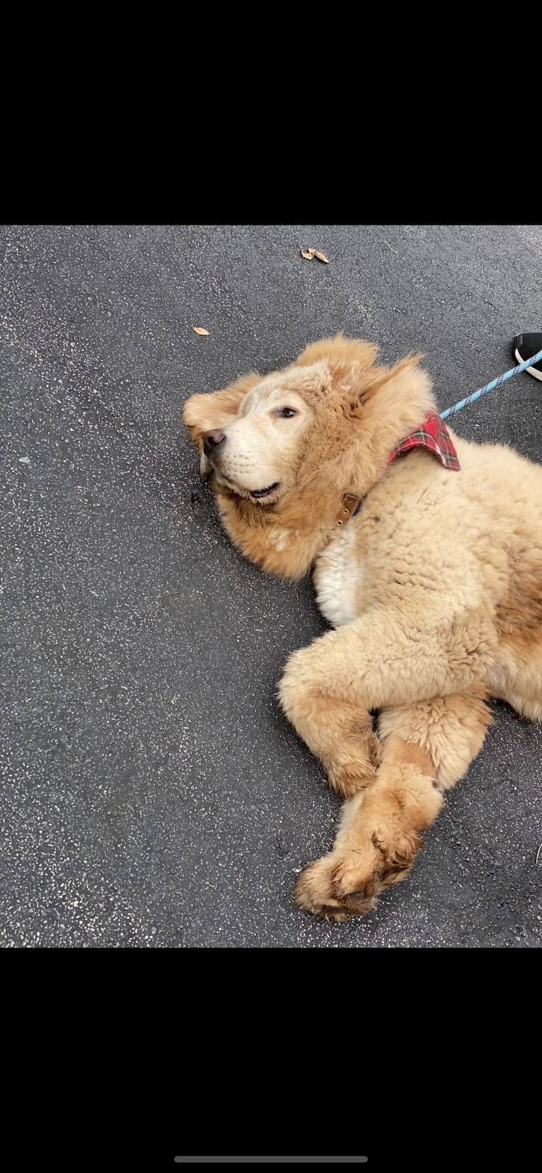 Nala, a Tibetan Mastiff tested with EmbarkVet.com