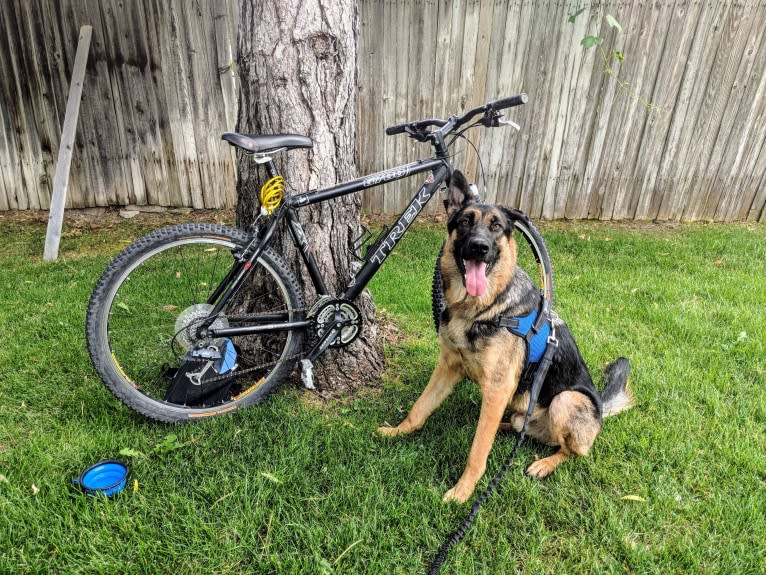 Brutus, a German Shepherd Dog and Samoyed mix tested with EmbarkVet.com