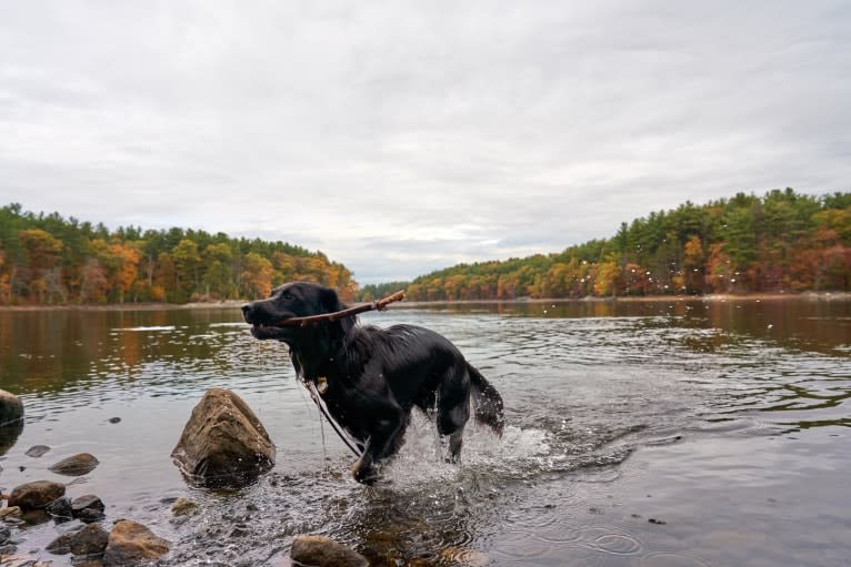 Lucy, a Labrador Retriever and Siberian Husky mix tested with EmbarkVet.com