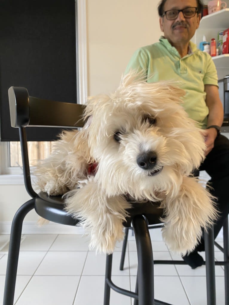 Oliver, a Poodle (Small) and Bichon Frise mix tested with EmbarkVet.com