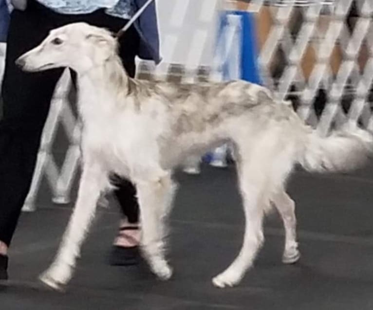 Kristull Jazzy Blue, a Silken Windhound tested with EmbarkVet.com