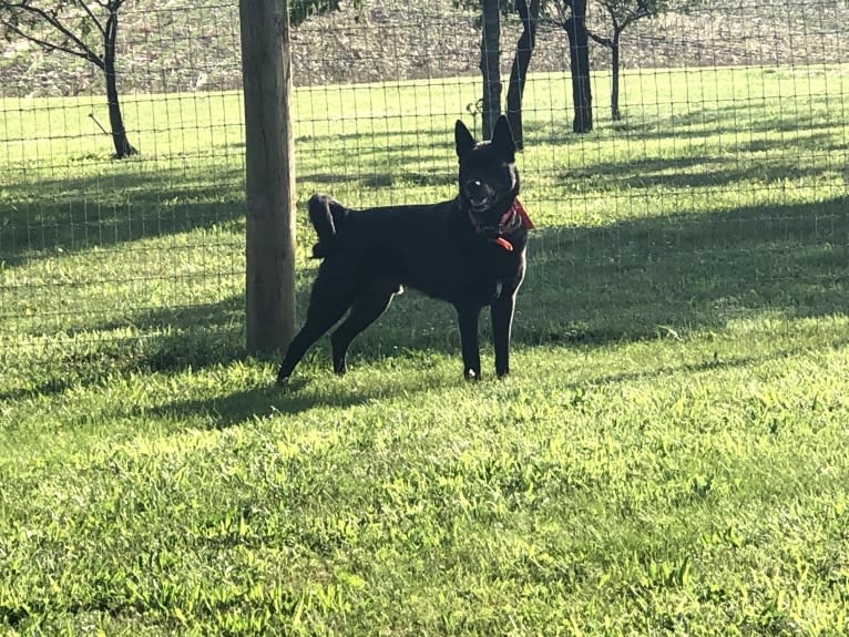 Amos, a Norwegian Elkhound and American Pit Bull Terrier mix tested with EmbarkVet.com