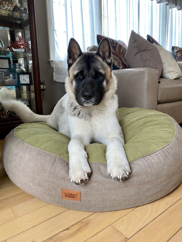 King, an Akita tested with EmbarkVet.com