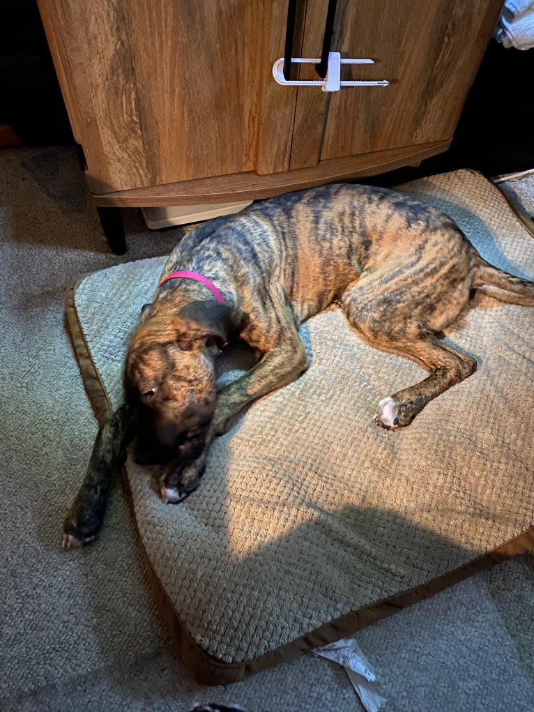Lillie, a Perro de Presa Canario tested with EmbarkVet.com