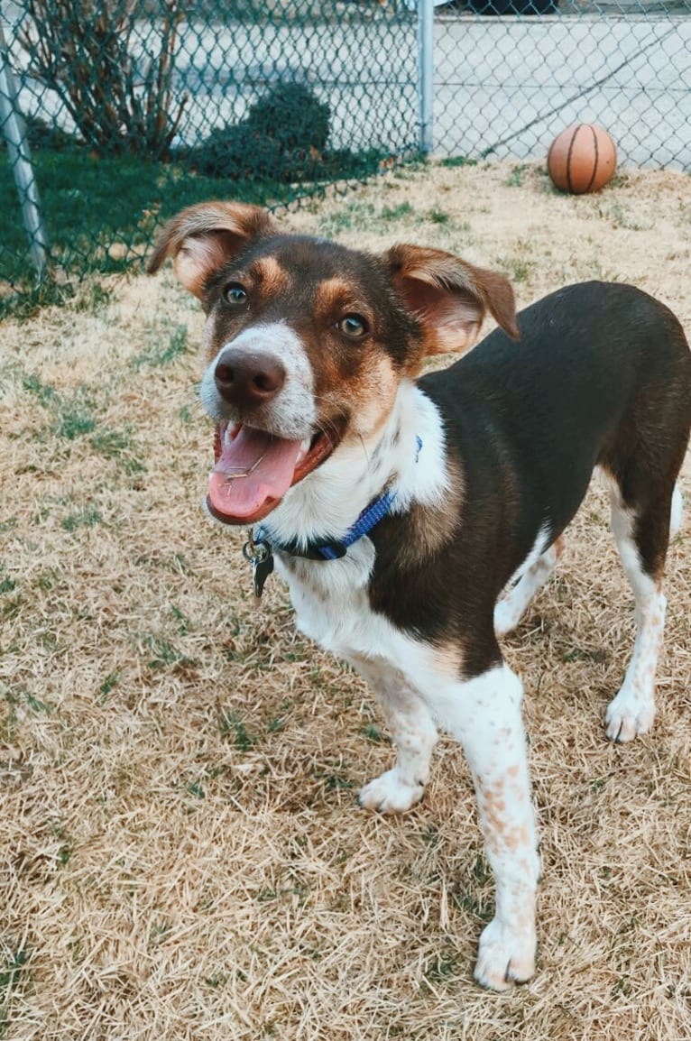 Nova, a Rat Terrier and German Shepherd Dog mix tested with EmbarkVet.com