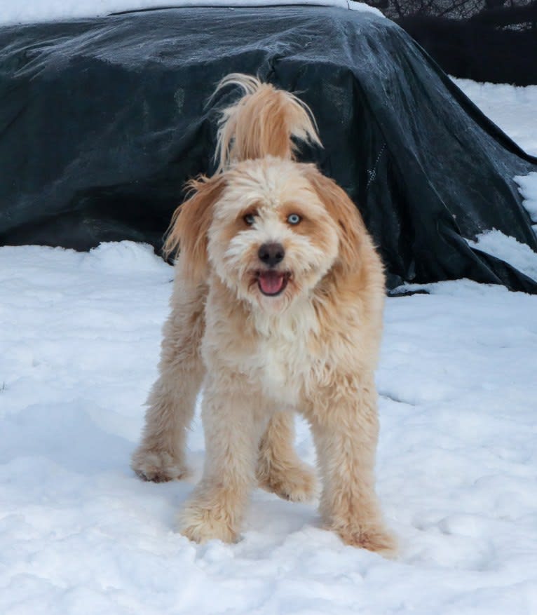 Leo, a Beagle and Golden Retriever mix tested with EmbarkVet.com