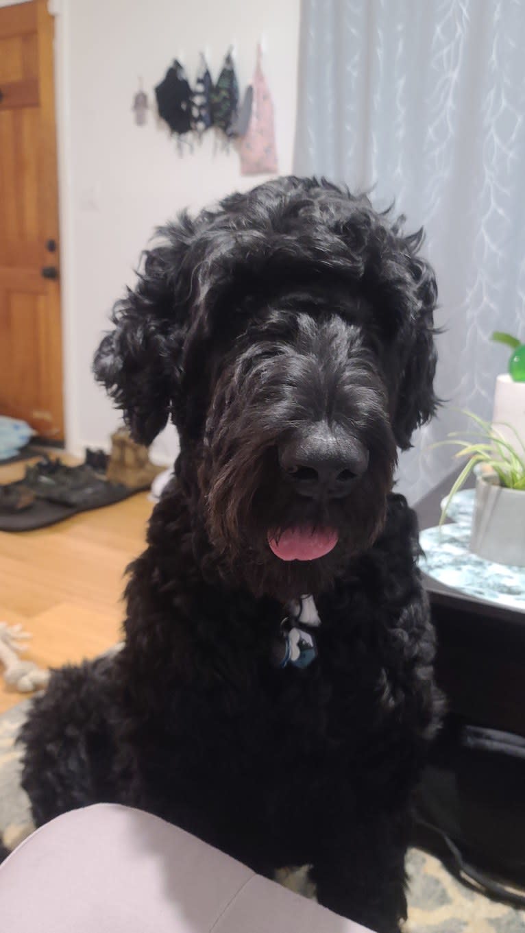 Raven, a Black Russian Terrier tested with EmbarkVet.com