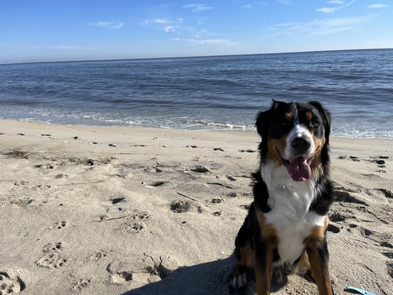 Kodi, a Greater Swiss Mountain Dog tested with EmbarkVet.com