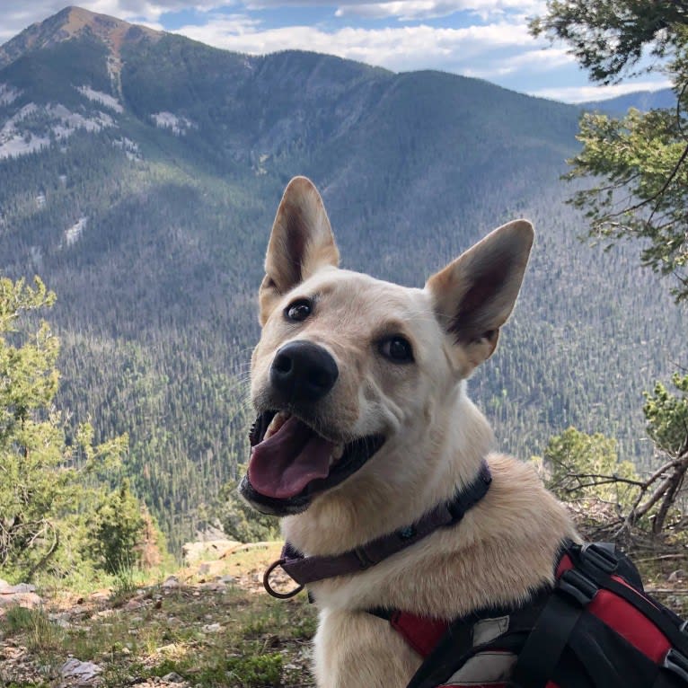 Pearl, an Australian Cattle Dog and Labrador Retriever mix tested with EmbarkVet.com