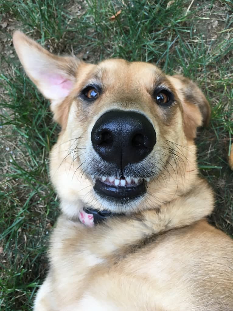 Bayley, a German Shepherd Dog and Golden Retriever mix tested with EmbarkVet.com