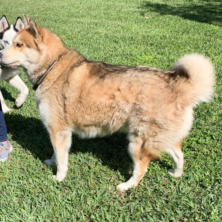 Yuma, a Siberian Husky tested with EmbarkVet.com