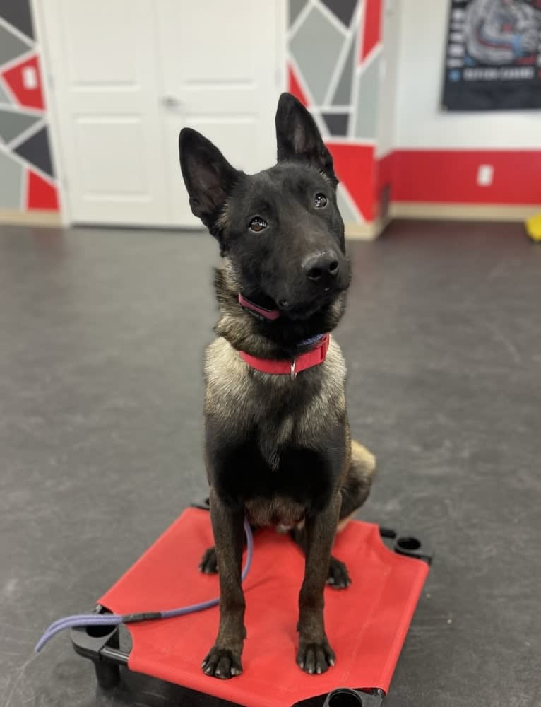 Havoc, a Belgian Shepherd tested with EmbarkVet.com