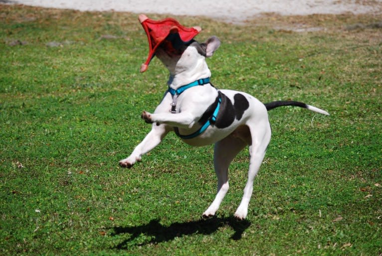 Cypress, an American Bully and American Pit Bull Terrier mix tested with EmbarkVet.com