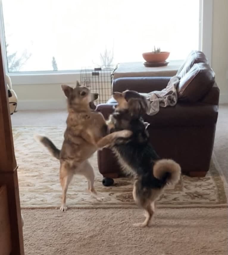 Wiley, an Alaskan-type Husky and Labrador Retriever mix tested with EmbarkVet.com