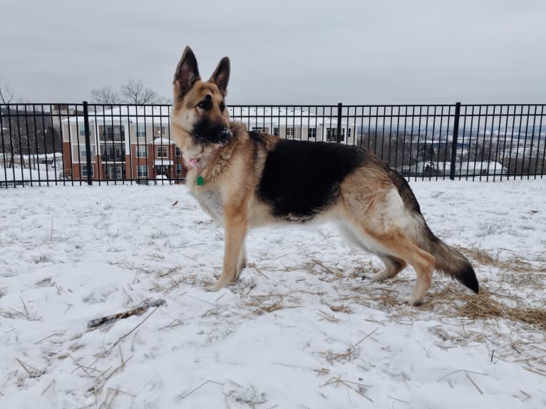 Kema, a German Shepherd Dog tested with EmbarkVet.com