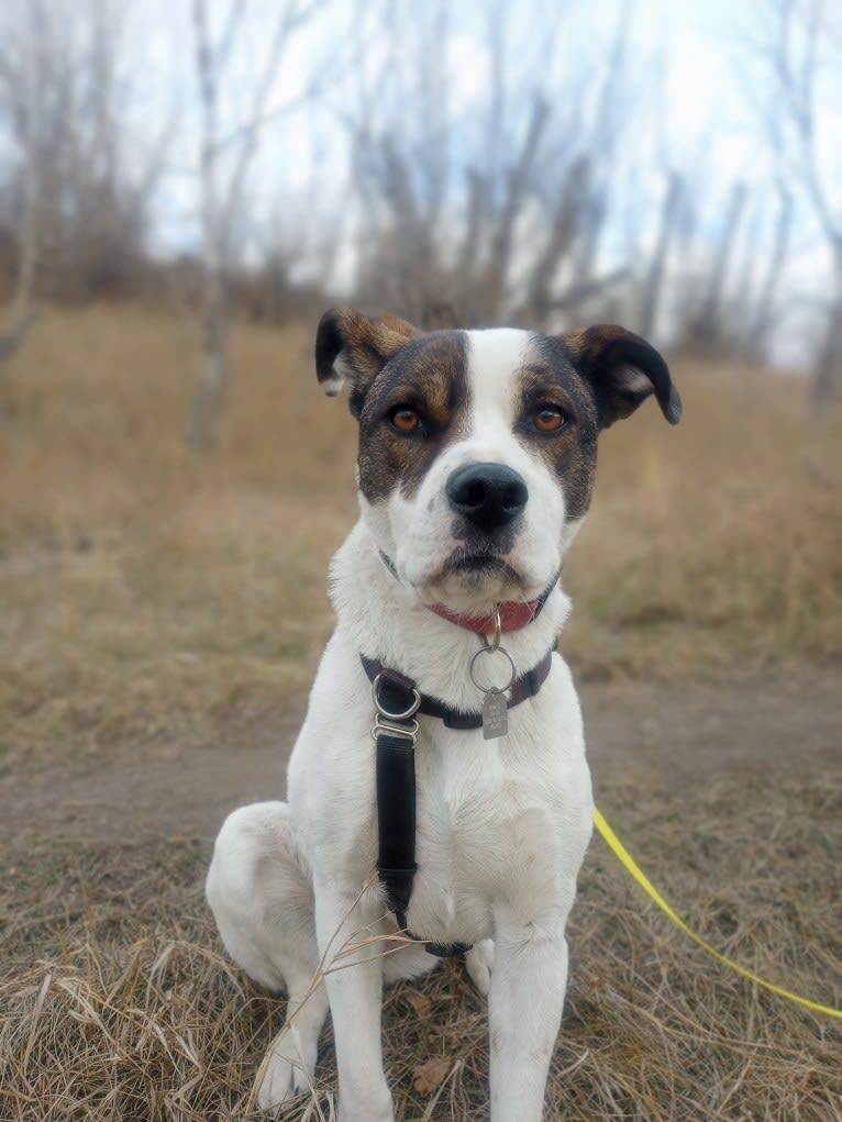 Stella, an American Pit Bull Terrier and German Shepherd Dog mix tested with EmbarkVet.com