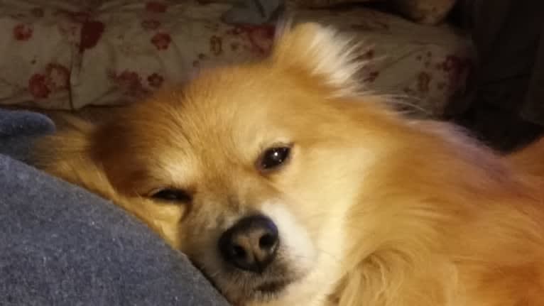 Skipper, a Pomeranian tested with EmbarkVet.com