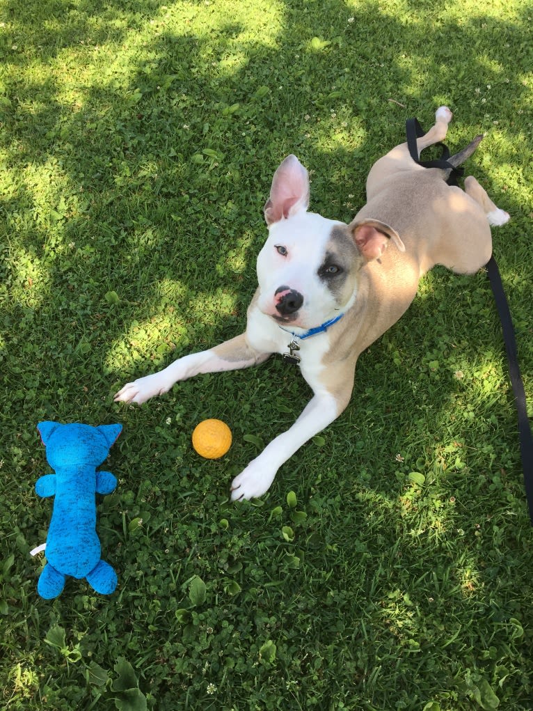 Nalu, an American Pit Bull Terrier and American Staffordshire Terrier mix tested with EmbarkVet.com