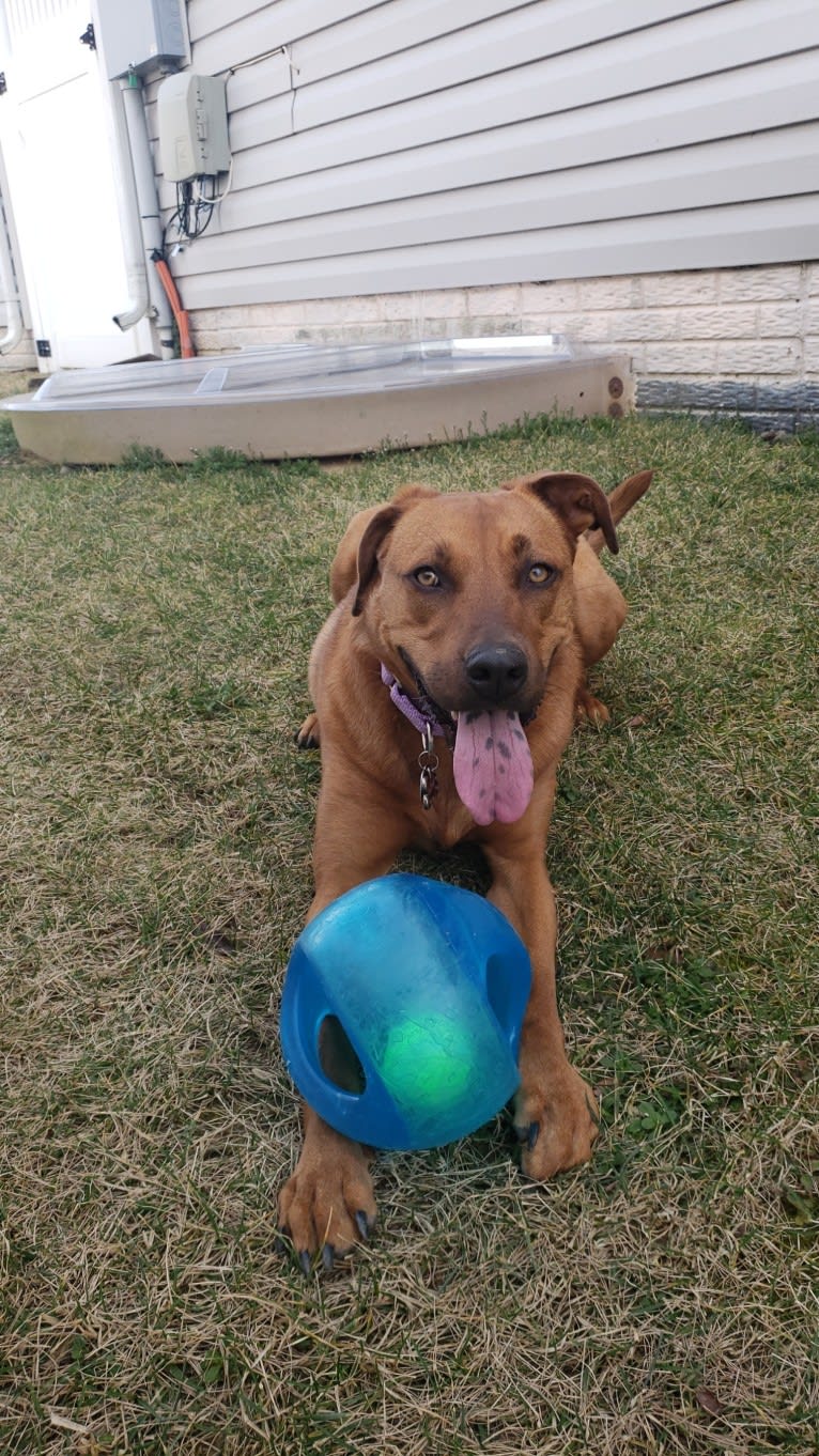 Photo of Kona, an American Pit Bull Terrier, Boxer, Chow Chow, and Great Pyrenees mix in South Carolina, USA