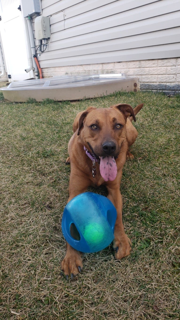 Kona, an American Pit Bull Terrier and Boxer mix tested with EmbarkVet.com