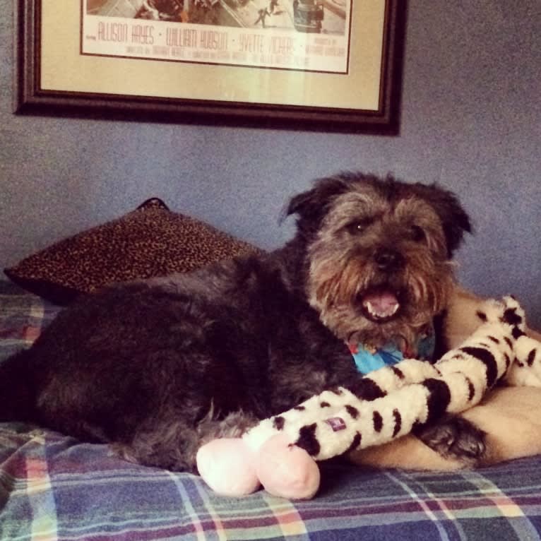 Boscoe, a Standard Schnauzer and Chinese Shar-Pei mix tested with EmbarkVet.com