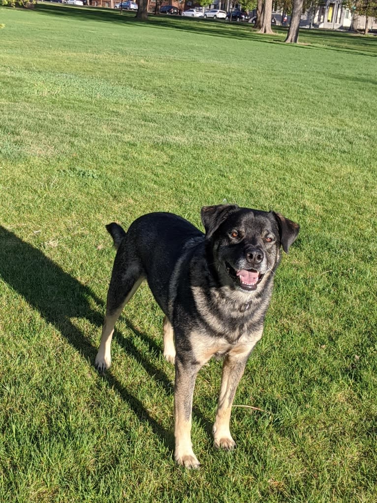 Rosie, a Rottweiler and Siberian Husky mix tested with EmbarkVet.com