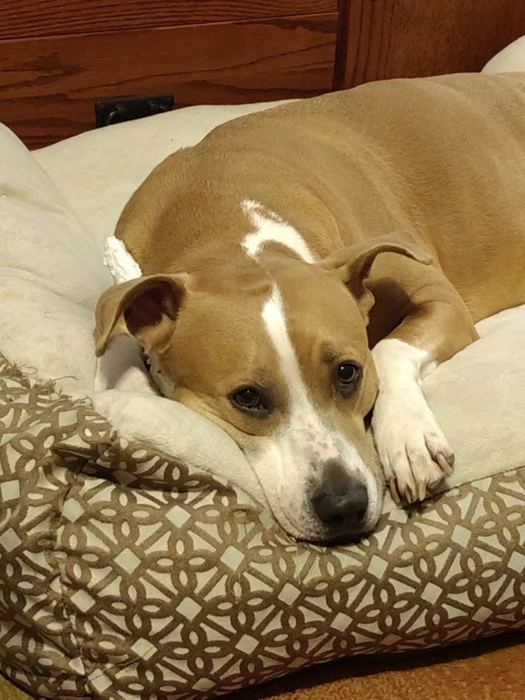 Princess Molly, a Staffordshire Terrier and Russell-type Terrier mix tested with EmbarkVet.com