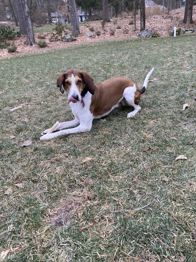 Zelley, a Treeing Walker Coonhound tested with EmbarkVet.com