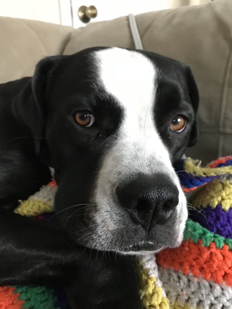 Frankie, an American Bulldog and American Pit Bull Terrier mix tested with EmbarkVet.com