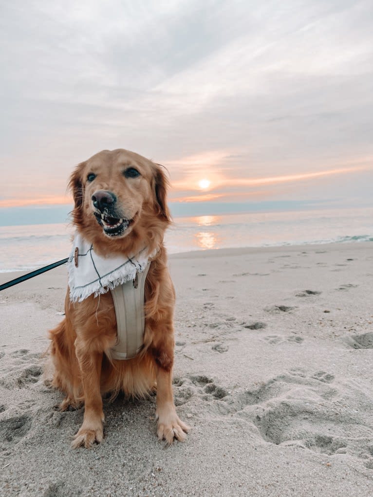 Marley, a Golden Retriever tested with EmbarkVet.com