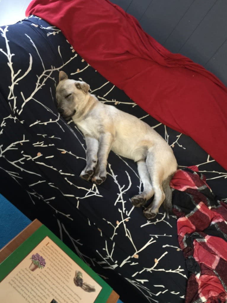 Acrux a dog tested with EmbarkVet.com