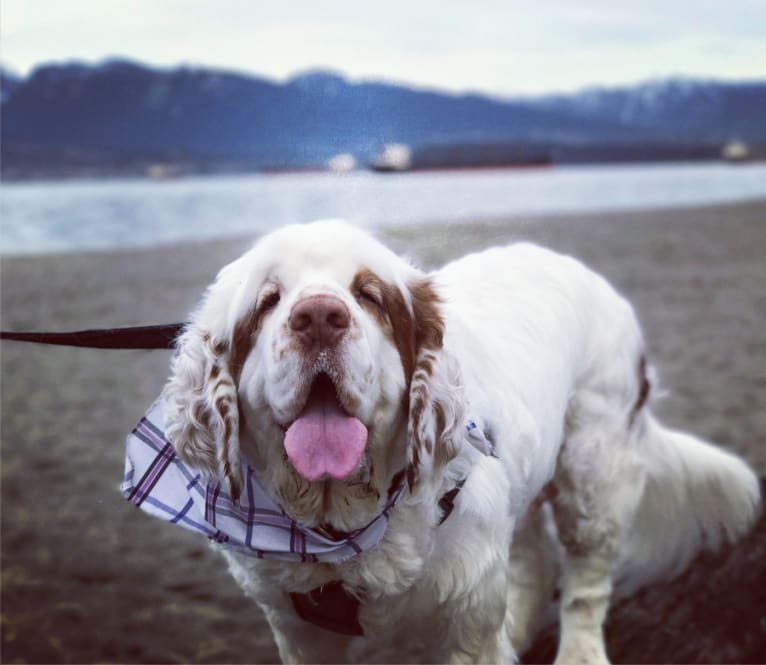 Photo of Neil, a Clumber Spaniel  in Denmark