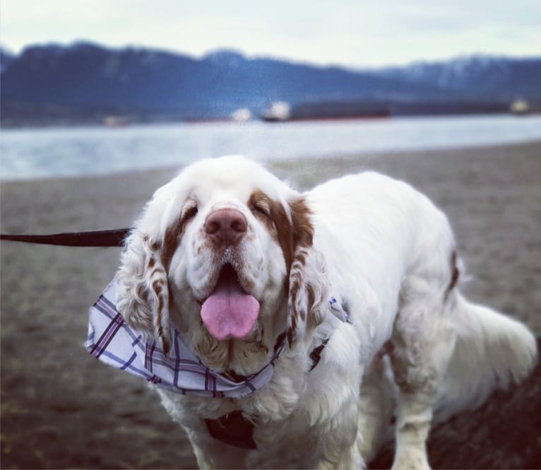 Neil, a Clumber Spaniel tested with EmbarkVet.com