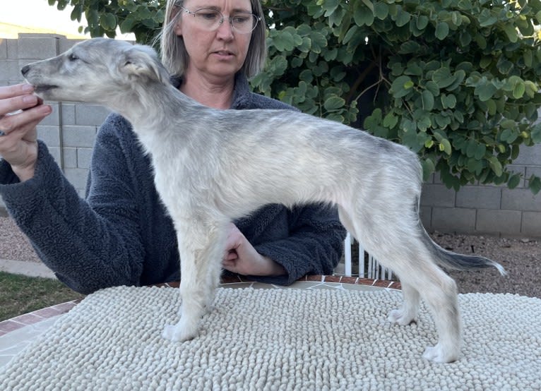 Aelin, a Silken Windhound tested with EmbarkVet.com