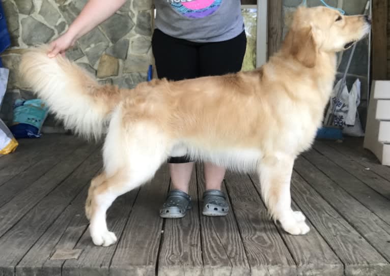 Totty, a Golden Retriever tested with EmbarkVet.com