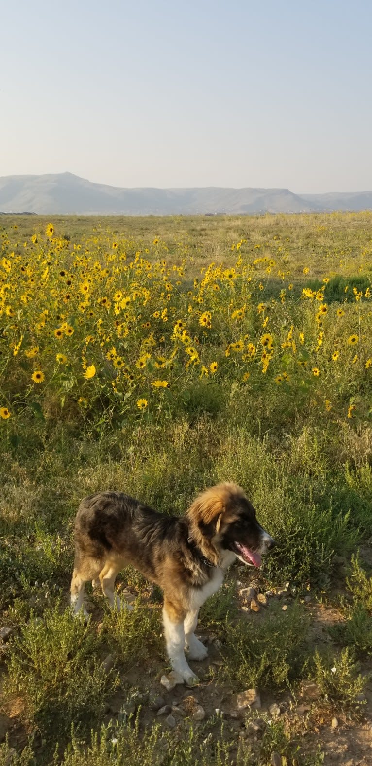 Photo of Grizzly, a German Shepherd Dog and Great Pyrenees mix in Herriman, Utah, USA