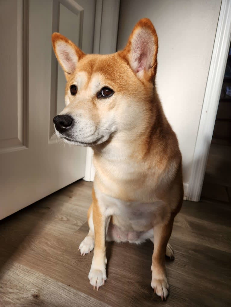 Noko, a Shiba Inu tested with EmbarkVet.com