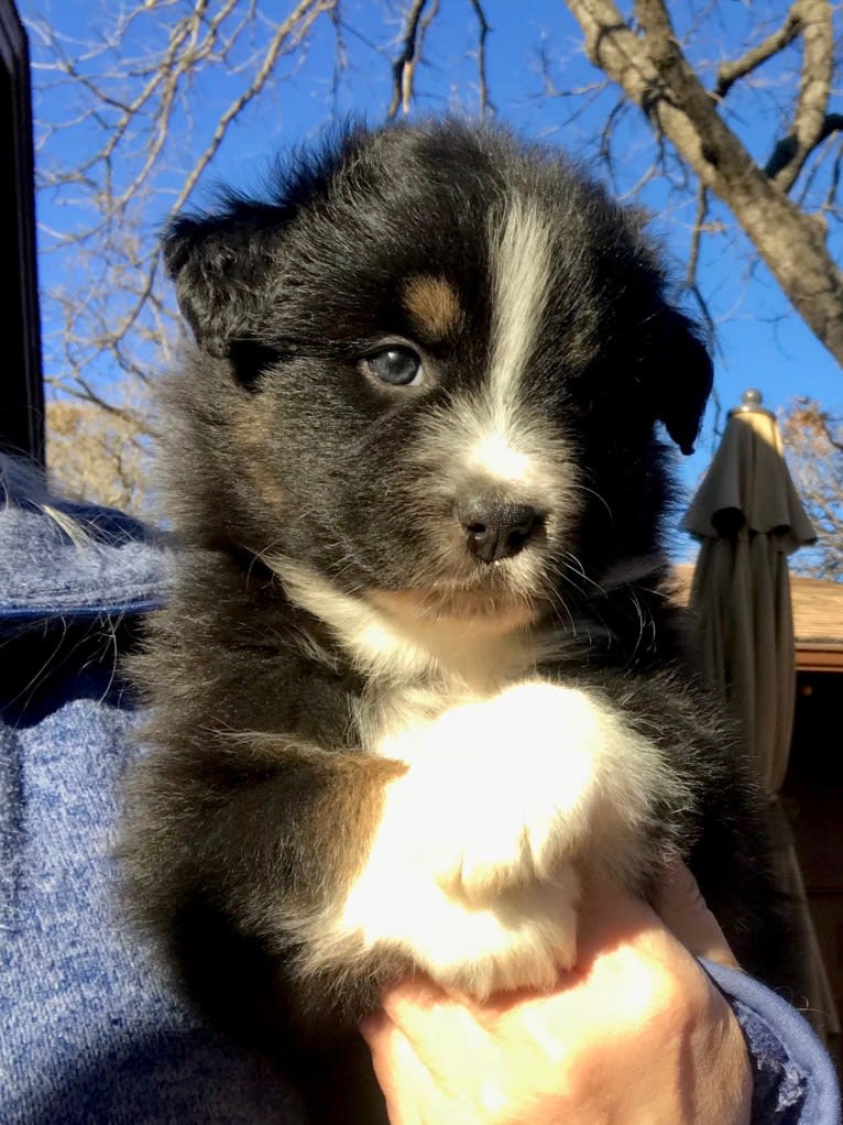 Gala, an Australian Shepherd tested with EmbarkVet.com