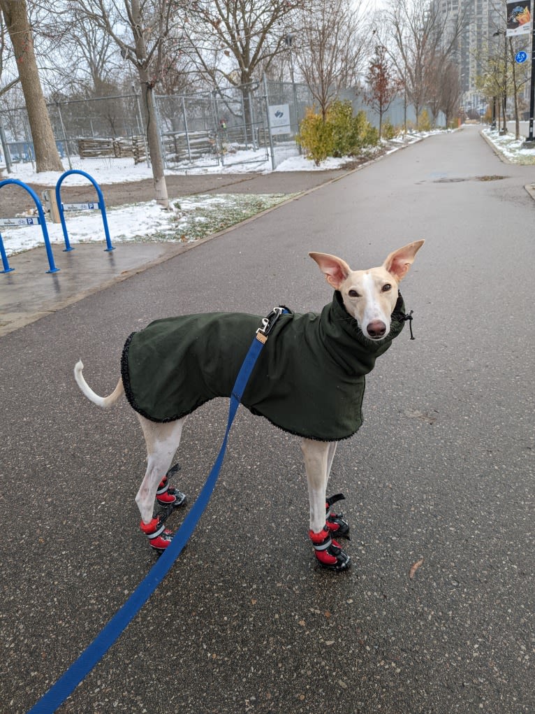 Archie, a Greyhound and Whippet mix tested with EmbarkVet.com